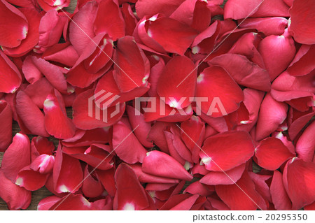Beautiful roses petals on wooden. Valentine's Day 20295350