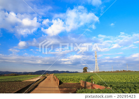 Field in winter sunny days Field in winter sunny days 20295423