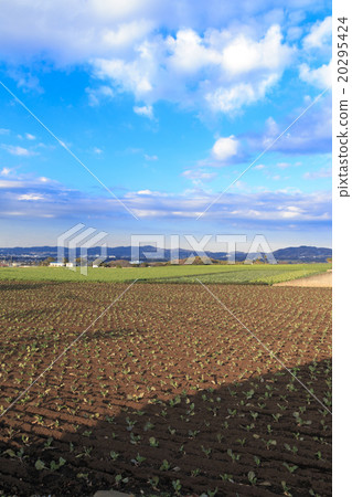 Field in winter sunny days Field in winter sunny days 20295424