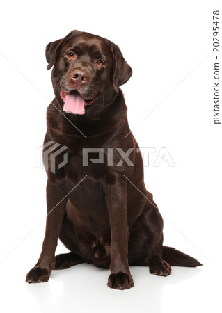 Chocolate Labrador retriever sitting 20295478