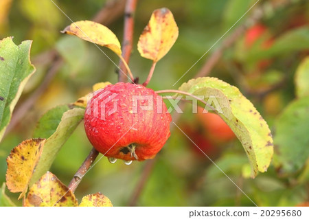Apple on branch 20295680