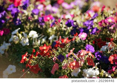 Flower bouquets , bunch of flowers Flower bouquets , bunch of flowers 20296448