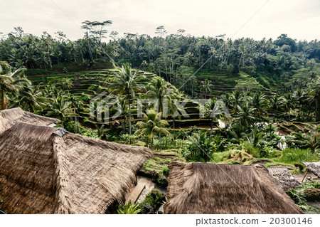 Rice terraces in Bali 20300146