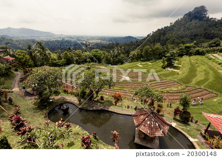 Rice terraces in Bali Rice terraces in Bali 20300148