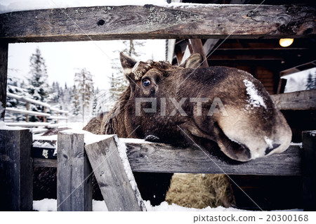 圖庫照片: elk behind the wooden fence