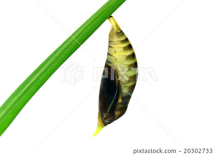 Green Butterfly Chrysalis. Green Butterfly Chrysalis. 20302733