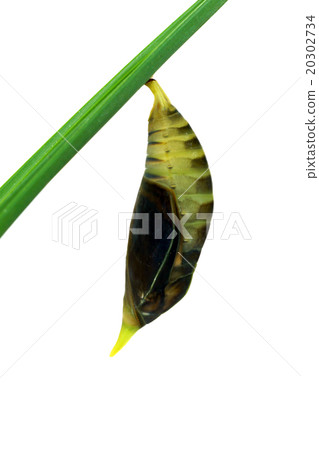 Green Butterfly Chrysalis. Green Butterfly Chrysalis. 20302734