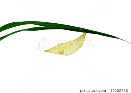 Green Butterfly Chrysalis. 20302736