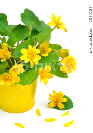 Yellow marsh marigold isolated on white Yellow marsh marigold isolated on white 20302854