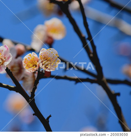 梅花開花 梅花開花 20303030