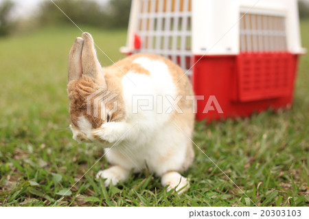 兔子洗臉 20303103