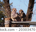 恒河猴（井之頭動物園） 20303470