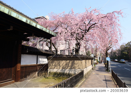 Branched cherry blossoms of the Arisugawa Miya Old House (Ausukan) in Kyoto 20303639
