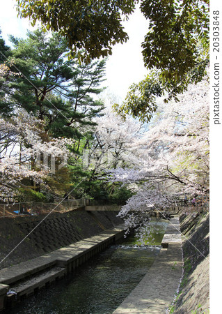 Cherry blossoms at Wada Hori Park 20303848