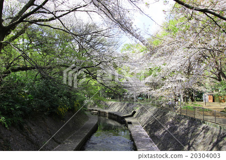 和田堀公園的櫻花 20304003