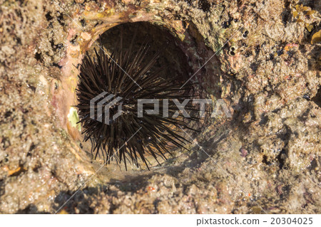 Rocky nest of sea -urchins and Seaweed Rocky nest of sea -urchins and Seaweed 20304025