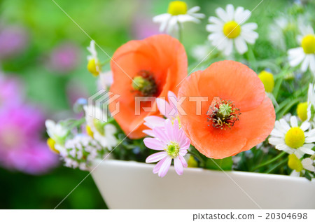 Poppies and chamomile 20304698