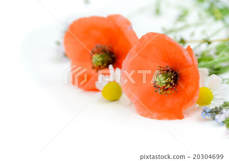 Poppies and chamomile 20304699