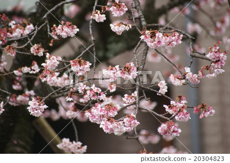 Atami cherry tree 20304823