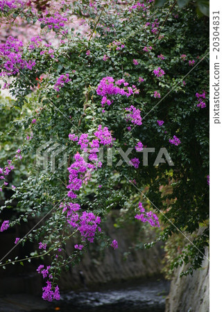 "Bougainvillea" of Itokawa Promenade 20304831