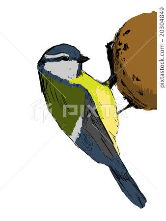 Sketch tit bird. Vector illustration 20304849