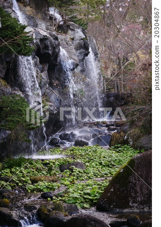 Waterfall of Atami plum garden plum watching 20304867