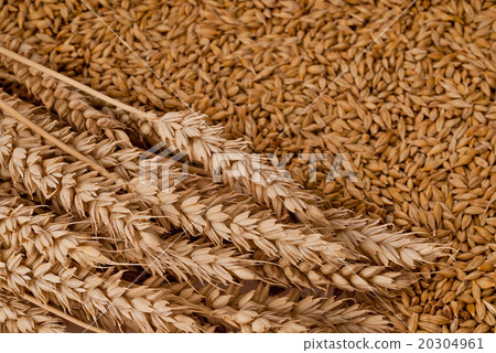 wheat wheat 20304961