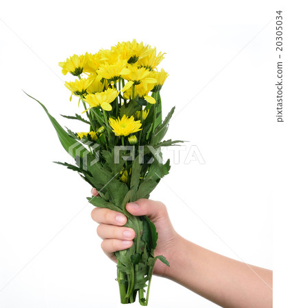 hand holding yellow gerbera flower 20305034