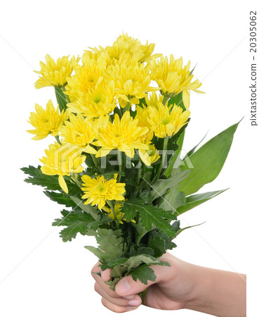hand holding yellow gerbera flower on white 20305062