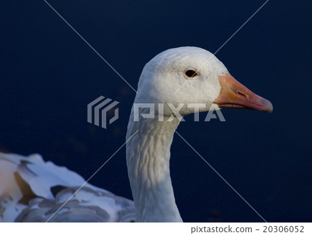 Beautiful portrait of the snow goose Beautiful portrait of the snow goose 20306052