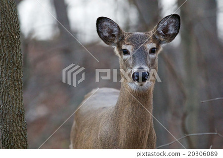 Photo of the cute wild deer 20306089