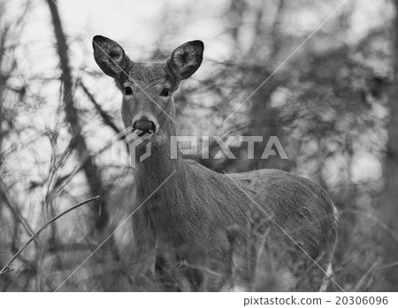 Beautiful black and white photo of the wild deer Beautiful black and white photo of the wild deer 20306096