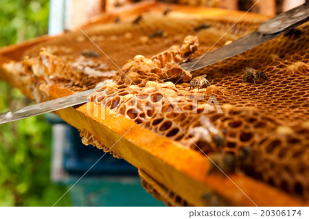 圖庫照片: checking a beehive to ensure health of bee colony.