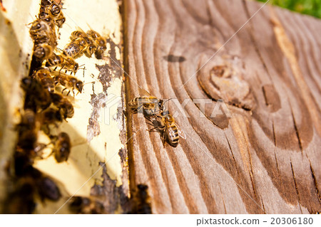 Plenty of bees at entrance of beehive in apiary. 20306180