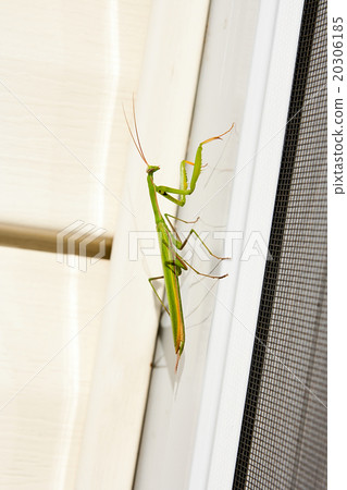 Praying Mantis insect in nature. Mantis religiosa. 20306185