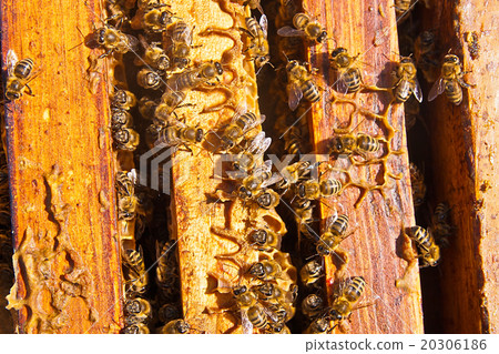 Close up view of the bees swarming on a honeycomb. 20306186