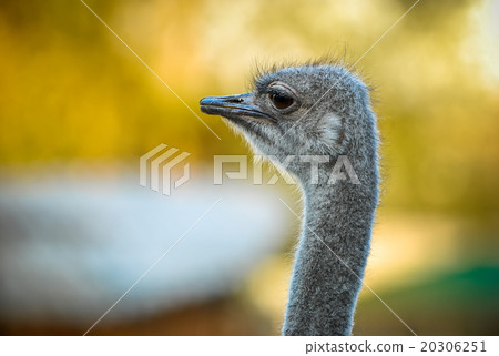 Head of an ostrich close up 20306251