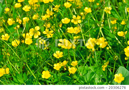 marsh marigold marsh marigold 20306276