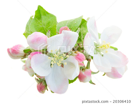 Apple tree blossom Apple tree blossom 20306410