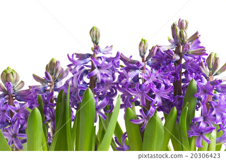 Spring flowers in pots Spring flowers in pots 20306423