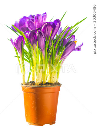 Bouquet of purple flowers crocus Bouquet of purple flowers crocus 20306486