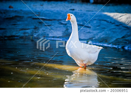 White Chinese Goose comes to the lake 20306951