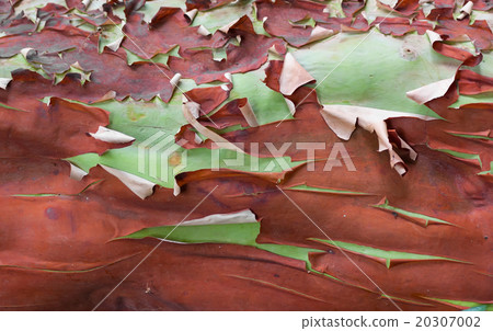 Desquamation bark of a tree 20307002