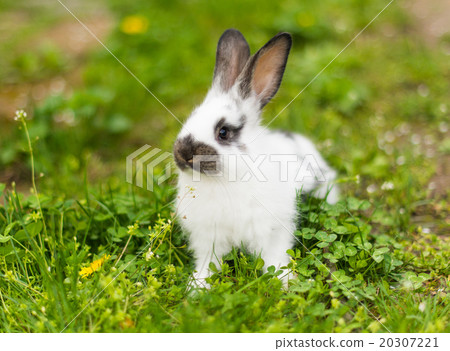 Rabbit in green grass on the farm Rabbit in green grass on the farm 20307221