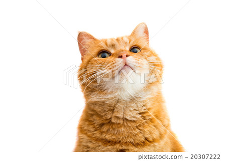 Portrait of red cat 20307222