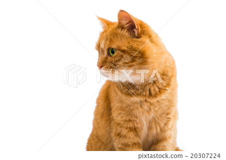 Portrait of red cat Portrait of red cat 20307224