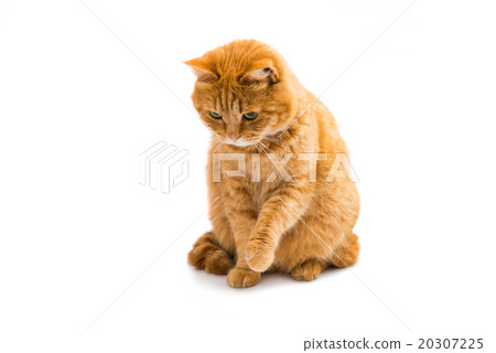 Portrait of red cat 20307225