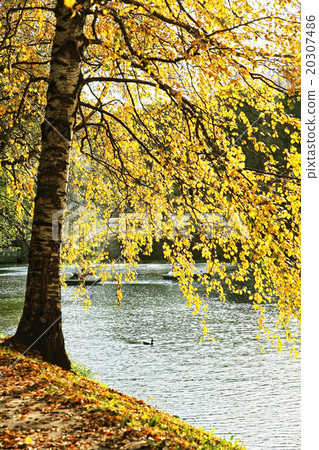Picturesque autumn tree . Picturesque autumn tree . 20307486