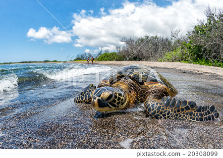 Green Turtle arriving at shore in Hawaii 20308099
