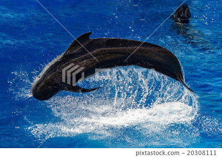 pilot whale jumping outside the sea 20308111